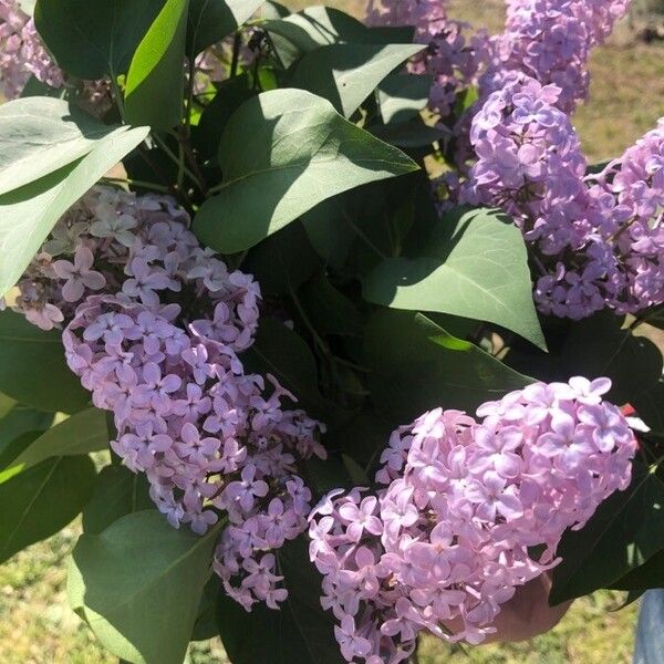 Syringa vulgaris Bloem