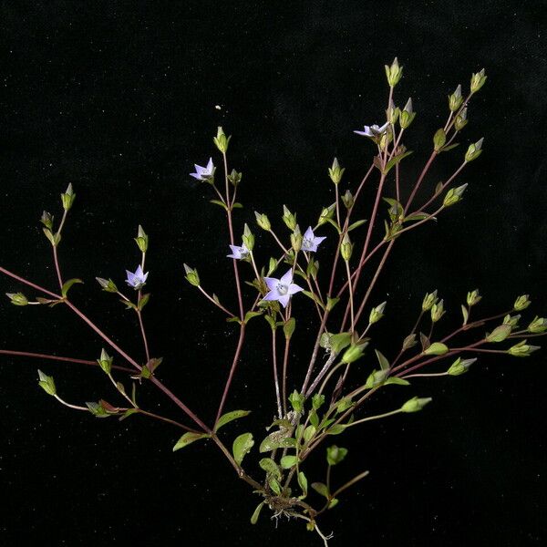 Lomatogonium chumbicum
