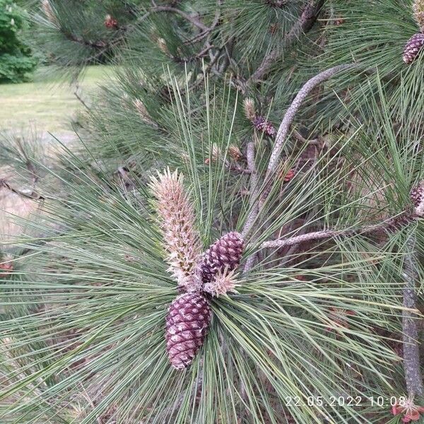 Pinus pinaster Kvet