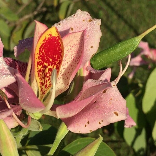 Bauhinia monandra Meyve