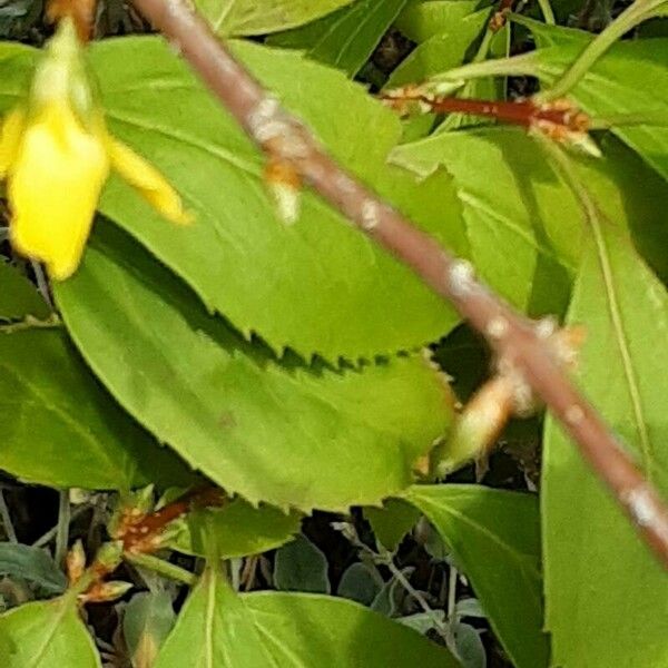 Forsythia viridissima Blüte