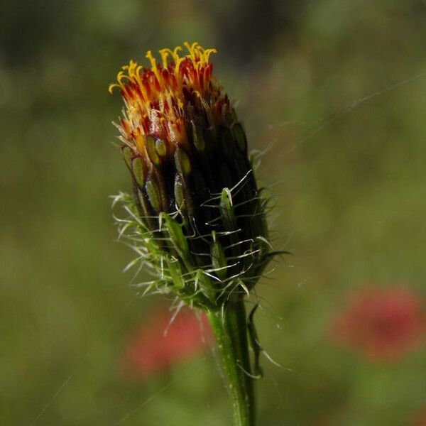 Adenophyllum porophyllum Virág