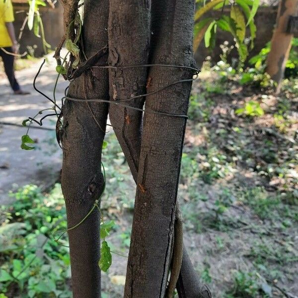 Ixora chinensis Bark