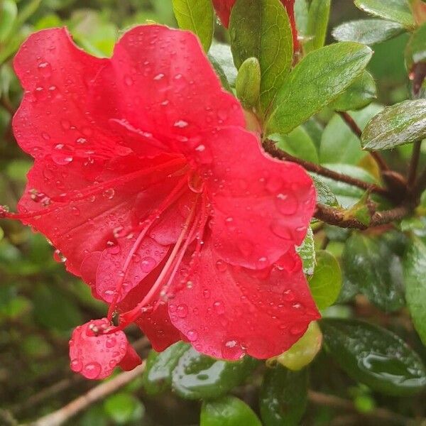 Rhododendron indicum Õis