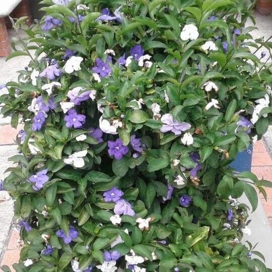 Brunfelsia uniflora چھال