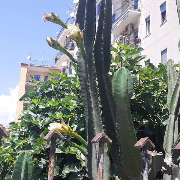 Cereus hexagonus Žiedas