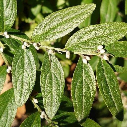 Lithospermum officinale ফুল