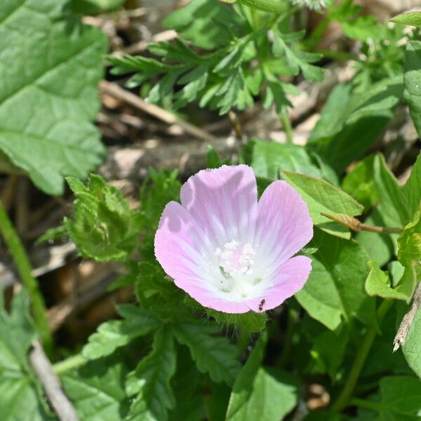 Malva setigera Blüte