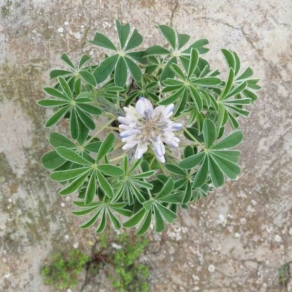 Lupinus albus Цветок