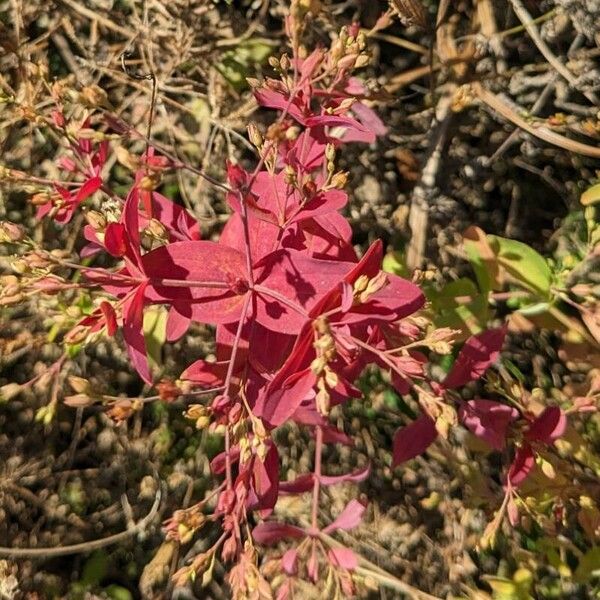 Hypericum mutilum Blad