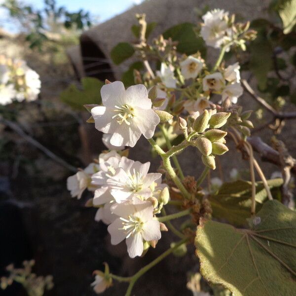 Dombeya rotundifolia Kita