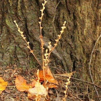 Epifagus virginiana Celota