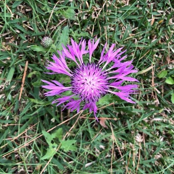 Centaurea jacea Kvet