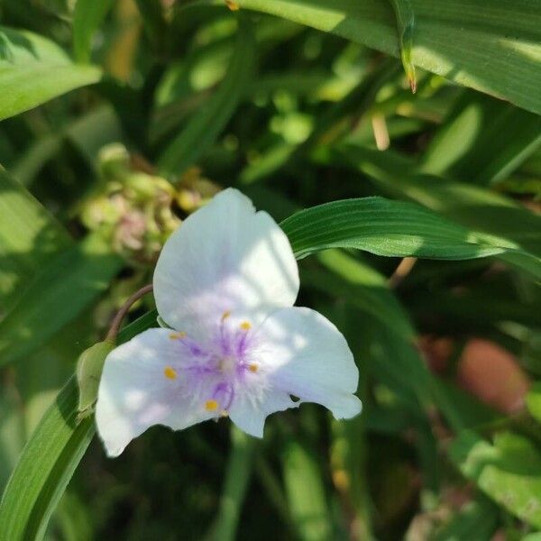 Tradescantia virginiana Bloem