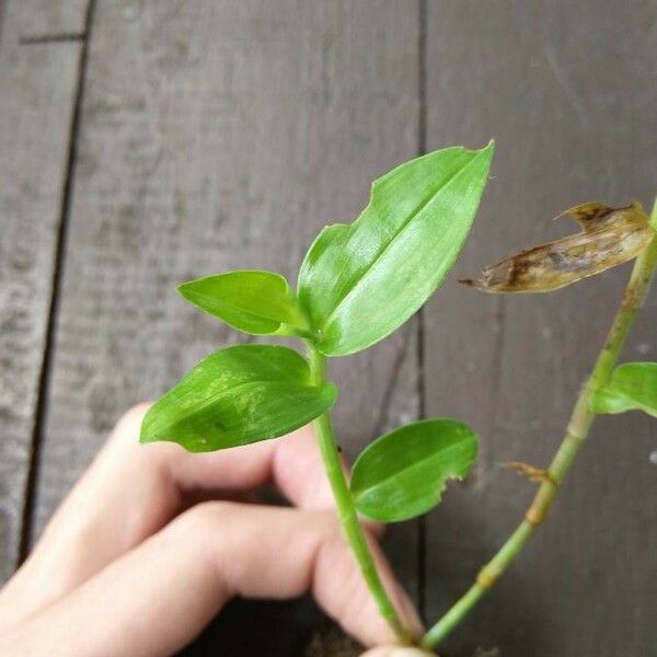 Commelina diffusa Φύλλο