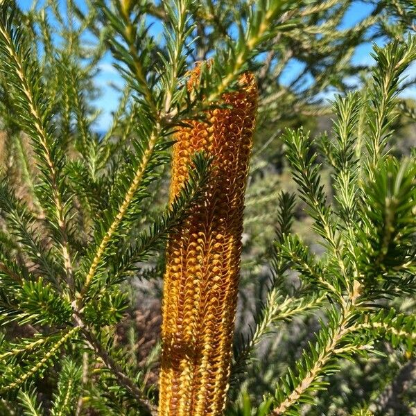 Banksia ericifolia Cvet