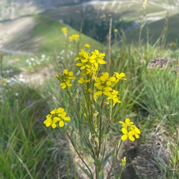 Erysimum virgatum Λουλούδι