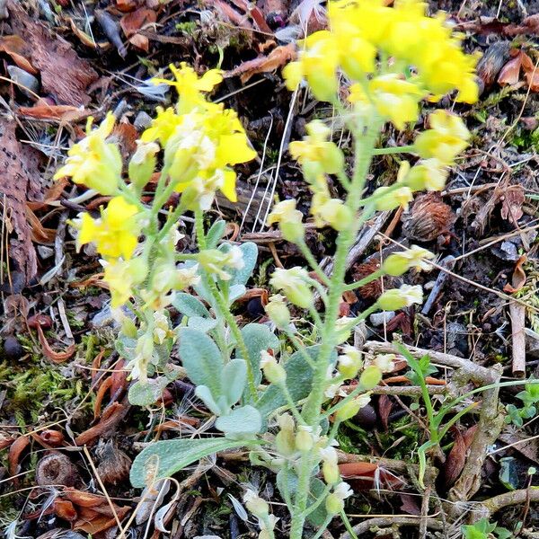 Alyssum alyssoides Çiçek