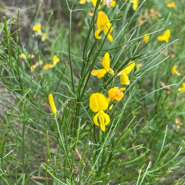 Genista radiata Flower