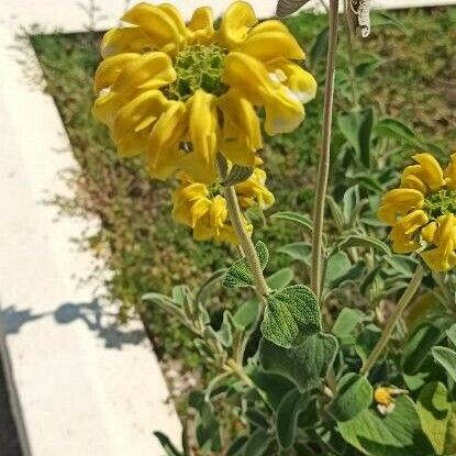 Phlomis fruticosa Листок