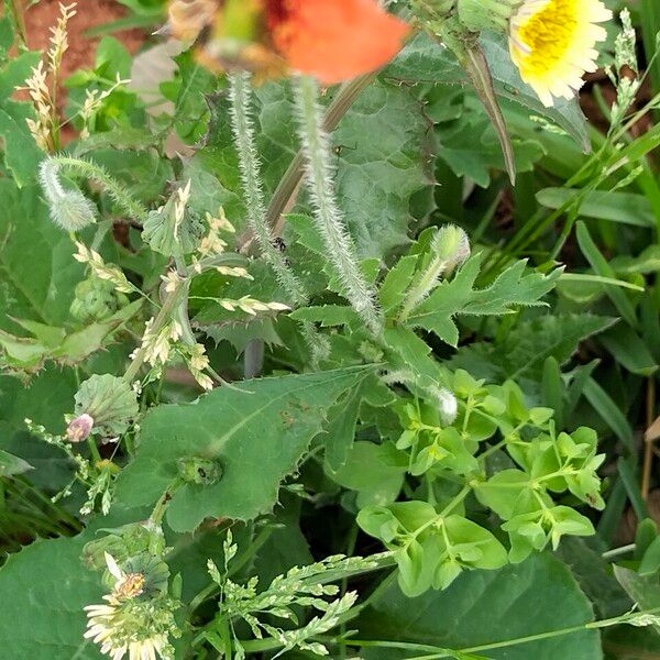 Papaver pinnatifidum Kabuk