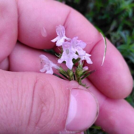 Satureja hortensis Fleur