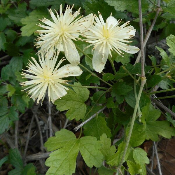 Clematis lasiantha Flower