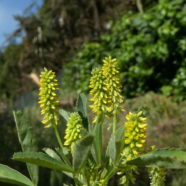 Melilotus indicus Habit