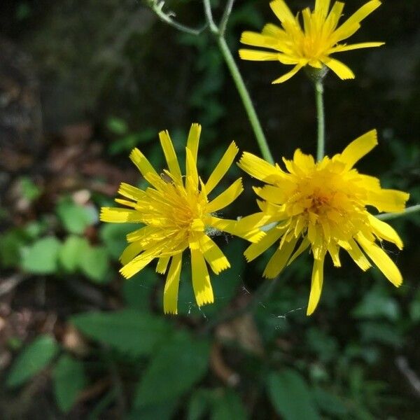 Hieracium murorum Kvet