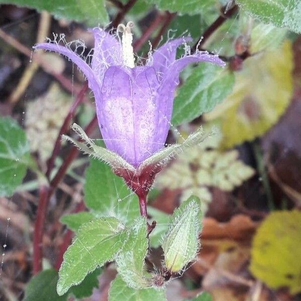 Campanula trachelium Květ