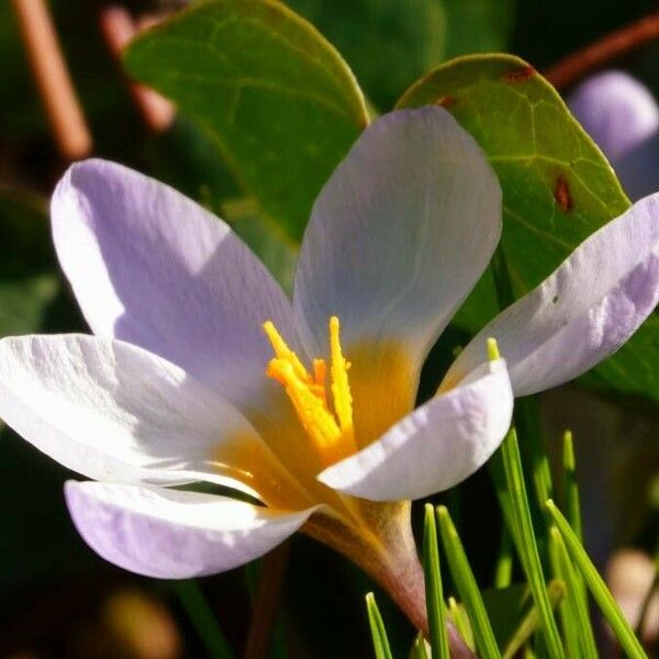 Crocus versicolor Цвят