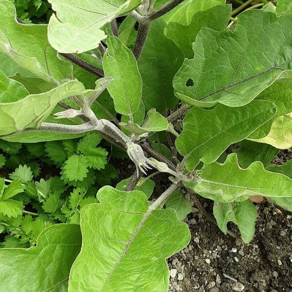 Solanum melongena Leaf