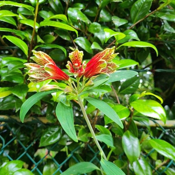 Alstroemeria psittacina Fiore