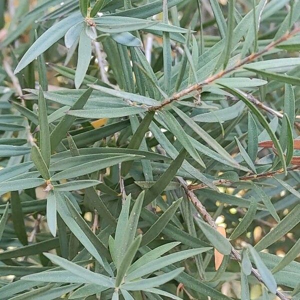 Melaleuca linariifolia पत्ता