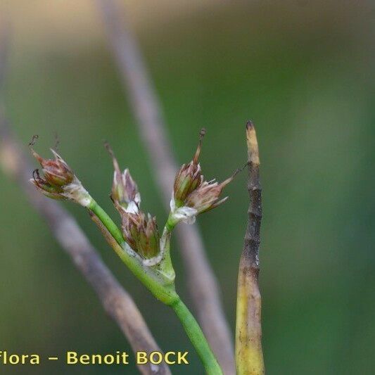 Juncus heterophyllus Hedelmä