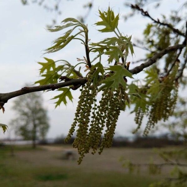 Quercus rubra Květ