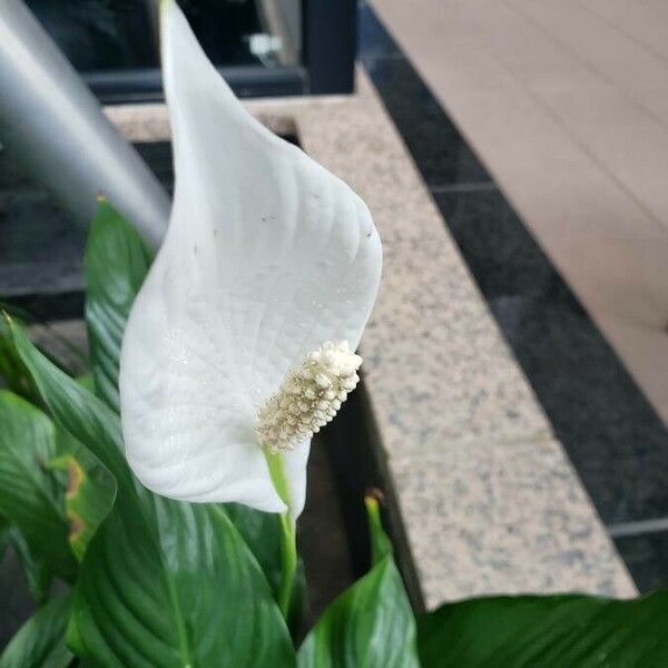 Spathiphyllum wallisii Lorea