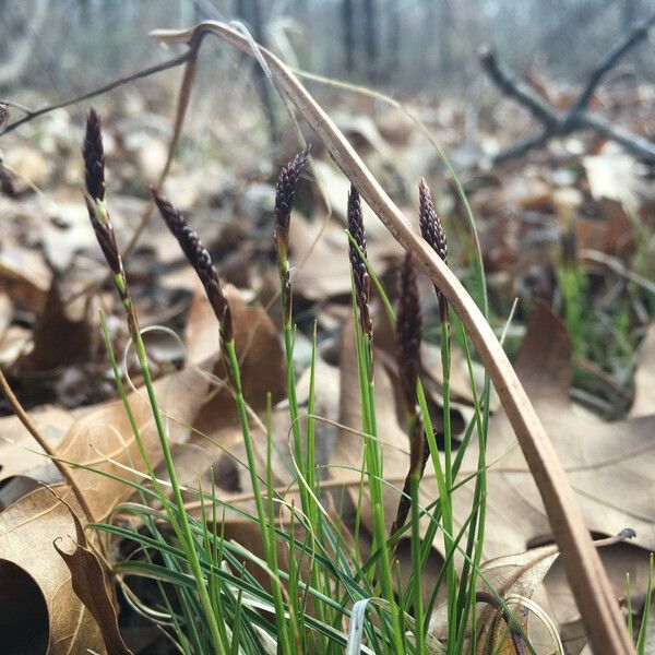 Carex pensylvanica Vekstform