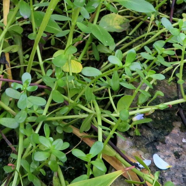 Bacopa monnieri ᱛᱟᱦᱮᱸ