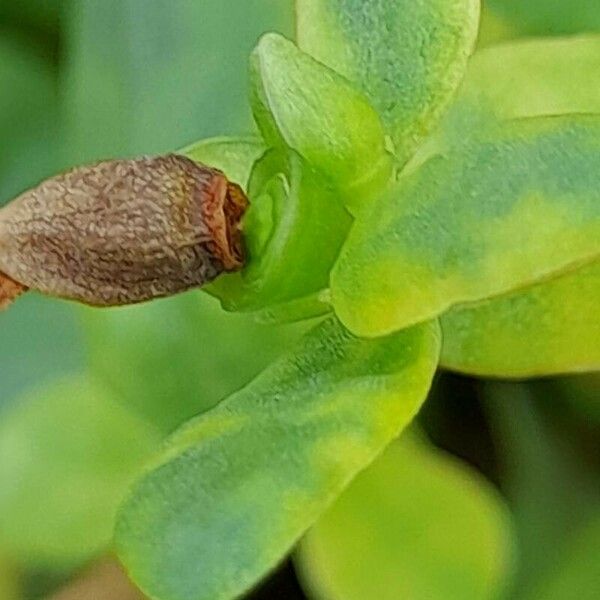 Portulaca umbraticola Frucht