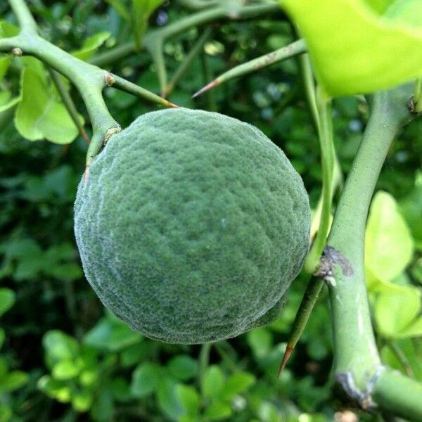 Citrus trifoliata Owoc