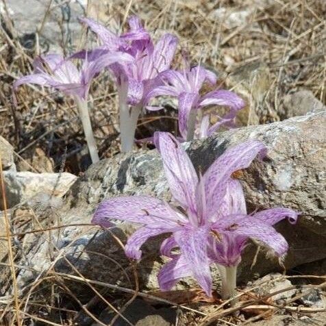 Colchicum variegatum Flower