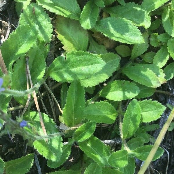 Veronica officinalis Liść