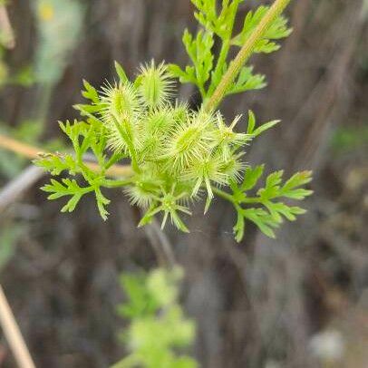 Caucalis platycarpos ফল