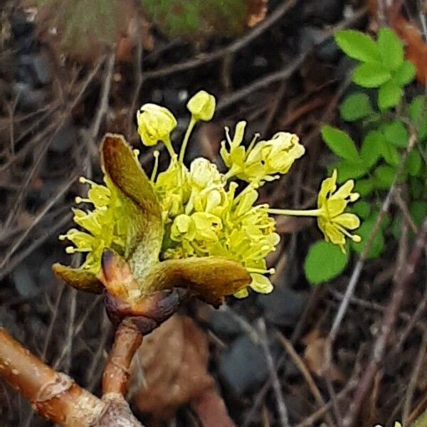 Acer platanoides Blüte