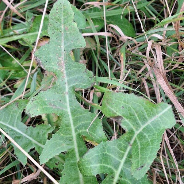 Sonchus arvensis Leaf