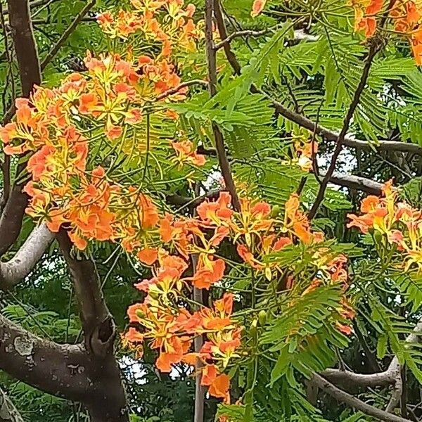 Delonix regia Lorea