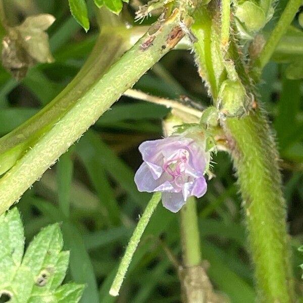 Malva neglecta Blomst