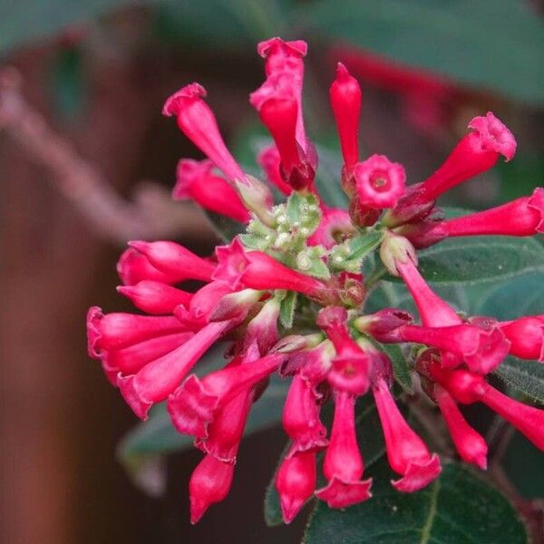 Cestrum elegans Blodyn