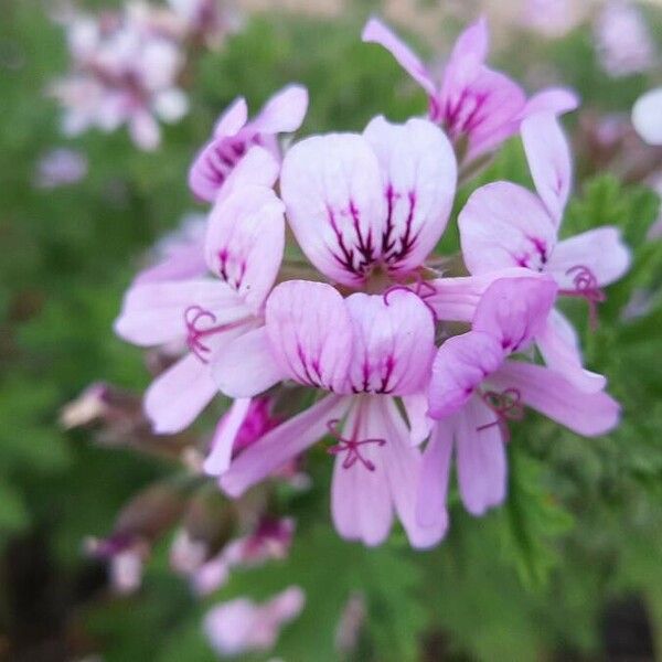 Pelargonium graveolens Blomst